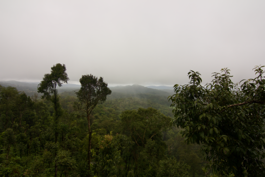 Coorg Coffee Plantations