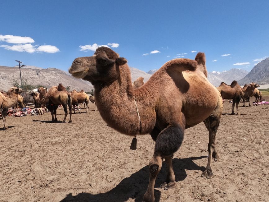 Nubra Valley (Hunder Sand Dunes & Double Hump Camels)