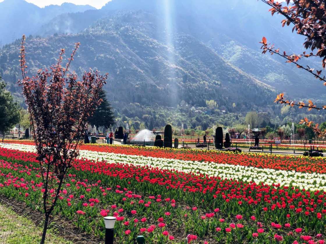 Kashmir Deluxe Packages