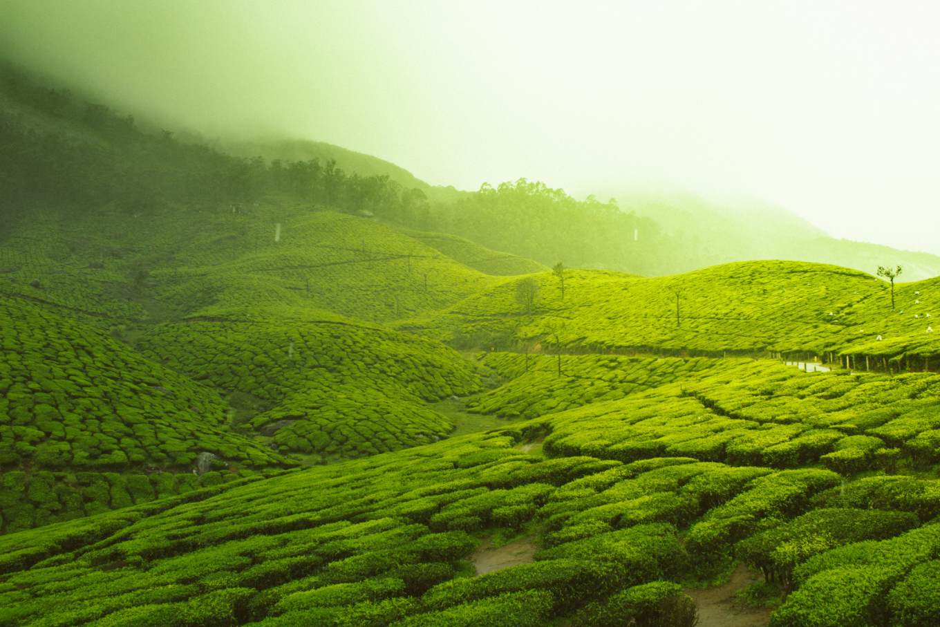 Kerala Deluxe Altra Packages